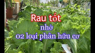 Chỉ cần dùng 02 loại Phân Hữu Cơ này, cây gì cũng Tốt | THÍCH TRỒNG CÂY TV