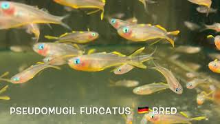 Pseudomugil furcatus  🇩🇪 bred