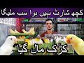 Karachi ki sab se bari offer agai pehle ayen pehle Payen | Cheap price love birds | Albino | Crimino