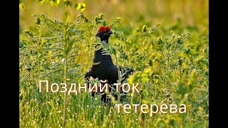 Тетерев, поздний май / Black Grouse / Lyrurus tetrix L.