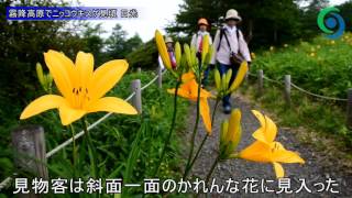 霧降高原でニッコウキスゲ見頃 日光