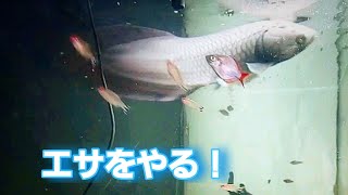 １８０cm【ナイルアロワナ】混泳水槽のエサやり！