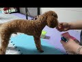 토이푸들코코 먹고 싶은건 내가 선택해 toy poodle puppies pick a snack you want to eat