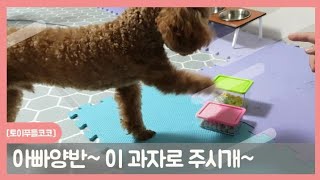 [토이푸들코코] 먹고 싶은건 내가 선택해 Toy Poodle Puppies Pick a snack you want to eat