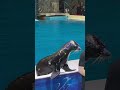 seal clapping hands seal show seal funny cute animals nature dubai