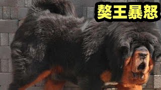 藏獒獒王对战比特能胜利吗？只有这款藏獒战斗力彪悍