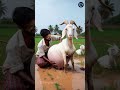 a huge goat fell into canal rescued by farmer s humanity animals goat rescueanimals