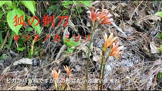 夏の山野草　「狐の剃刀」（新緑風景も少し）