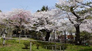 2016.5.2 桜満開の函館公園