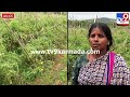 tomato theft ಟೊಮೆಟೊ ಬೆಲೆ ಗಗನಕ್ಕೆ.. ತೋಟಕ್ಕೆ ನುಗ್ಗಿ ನೂರಾರು ಕೆಜಿ ಟೊಮೆಟೊ ಕಳ್ಳತನ tv9b