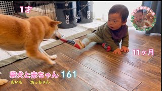 久しぶりにやられました笑🐕🧦👶🏻（靴下ver.）柴犬と赤ちゃんの日常161