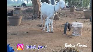 Goat 🐐 playing time / Aatu kutti playing @thulasifarms6430 #aatukutti #goatfarm #villagelife