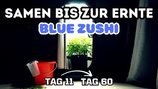 Wie ich Cannabis anbau – Wachstumsphase l Training, Living Soil l Blue Zushi Ep.2