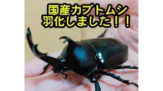 【カブトムシ】国産カブト 掘り出し 6月30日