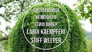 Лиственница Кемпфера Стиф Випер (Larix kaempferi Stiff Weeper)  Краткое описание сорта.