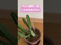 【多肉植物】その子にあった水のあげ方を模索している【スタペリア属ヒルスタ】（やる時は自己責任でね❤️）