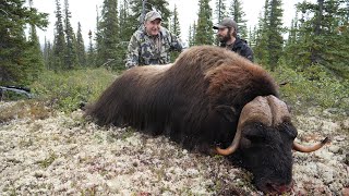 Hunting the biggest Muskox in the world - Great Bear Lake, Northwest Territories