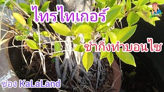 ชำกิ่งไทรไทเกอร์ทำบอนไซ @KaLaLand Ep18/11/2022