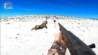 KARDA TAVŞAN KEKLİK AVI ( TAVŞAN KALKMASA ÜZERİNE BASACAKTIM) охота на кроликов hare hunting أرنب