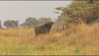 African Buffalo Hunt. Namibia Caprivi Hunting at it's best #4