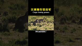 美洲狮狩猎原驼！Cougar hunting guanaco