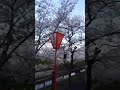 高田千本桜