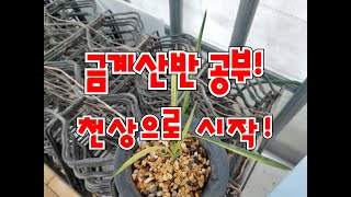 인기있는 금계산반 입문편 # 천상 # 금계산반