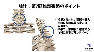 第7頸椎棘突起 触診のコツ［骨の触診］