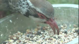 Partridge feeding in slow motion