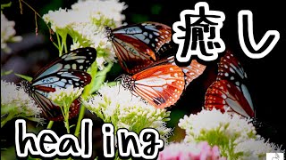 The soothing sound of the sea and bonfires.\u0026butterfly 勉強用、作業用、睡眠用、BGM 旅する蝶、アサギマダラ