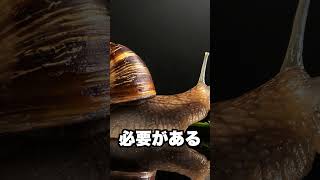 動物の雑学〜カタツムリの雑学編〜　#動物 #雑学 #生き物 #生物 #知識 #豆知識 #トリビア #アニマル #面白い雑学