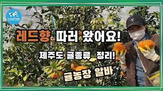 레드향 농장 구경하실래요? /제주도 만감류 종류 정리/솔내농원🍊🍊🍊