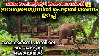 മദം പൊട്ടിയ 5 ആനകൾ 😱 ! ഇവരുടെ മുന്നിൽ പെട്ടാൽ മരണം ഉറപ്പ് ! 5 musth elephants in Thrissur