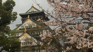 Exploring Japan: ONCE IN A LIFETIME Cherry Blossoms at Osaka Castle