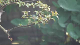 動作很快的翠鳥！(在台北植物園)