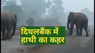 Kishanganj | Nepal के हाथियों का India में उत्पात, Dighalbank में कई घर ध्वस्त, मकई को नुकसान