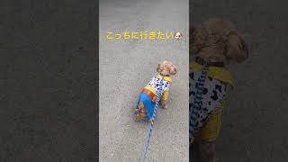 【ただのイッヌの散歩】#shorts