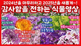 노지월동 야생화 겨울 꽃나무 모음🌺 추운 겨울 집에서 만나는 내년 신규 식물💖 겨울에도 안전 배송! 전국택배가능 겨울 야생화 일상 | 팥꽃나무 밥티시아 할미꽃 리스본 장구채 톱풀