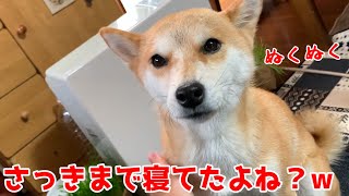 ストーブのスイッチをつけると熟睡してる柴犬もすぐ起きます  shiba inu