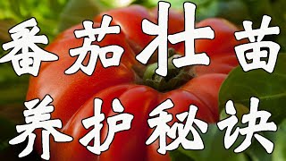 我们一起种植西红柿（第2期）：壮苗养护秘诀