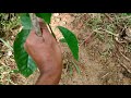 เริ่มปลูกโกโก้ในสวนยางพารา พัทลุง cocoa tree under para rubber tree