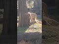 ライオンさんのイチャイチャ 23.1.21 ライオン 天王寺動物園 minnanotennojizoo lion