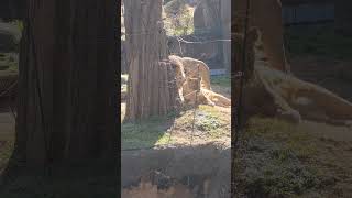 ライオンさんのイチャイチャ 23.1.21 #ライオン #天王寺動物園 #minnanotennojizoo #lion