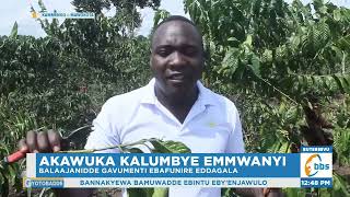 Akawuka Kalumbye Emmwanyi, Abalimi Baazo Batandise Okusattira