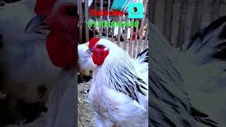 Brahma Murgi 🐔 Silky Murgi 🐥 Jorge Agro  🐓 #shorts