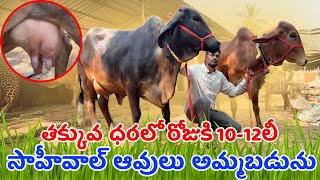 తక్కువ ధరలో రోజుకి 10-12లీ సాహీవాల్ ఆవులు అమ్మబడును | Sahiwal cows in Hyderabad