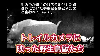 監視カメラが捉えた野生鳥獣たちの映像集