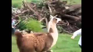 Funny Animal Videos Funny Animal Attacks 2014