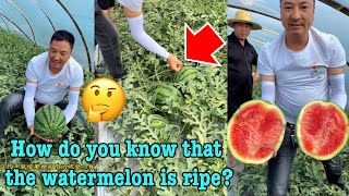 How do you know that the watermelon is ripe?