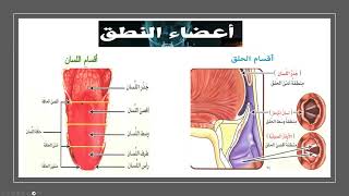 مدخل الى مخارج الحروف (اعضاء النطق)